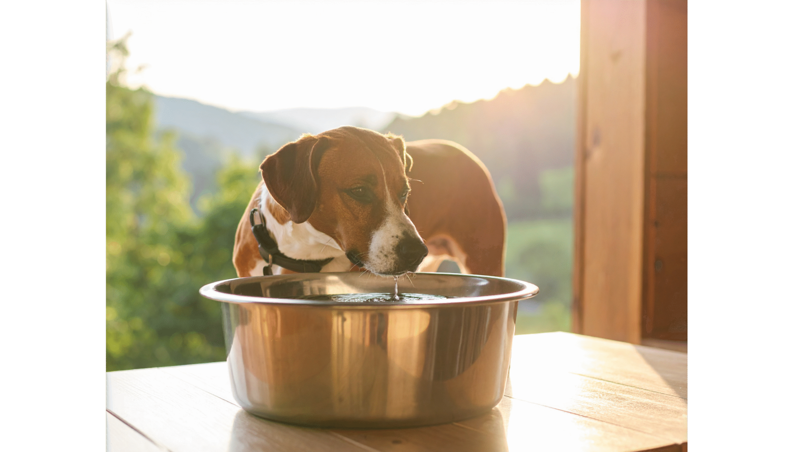 Pies rasy beagle pije wodę z metalowej miski na tarasie podczas zachodu słońca