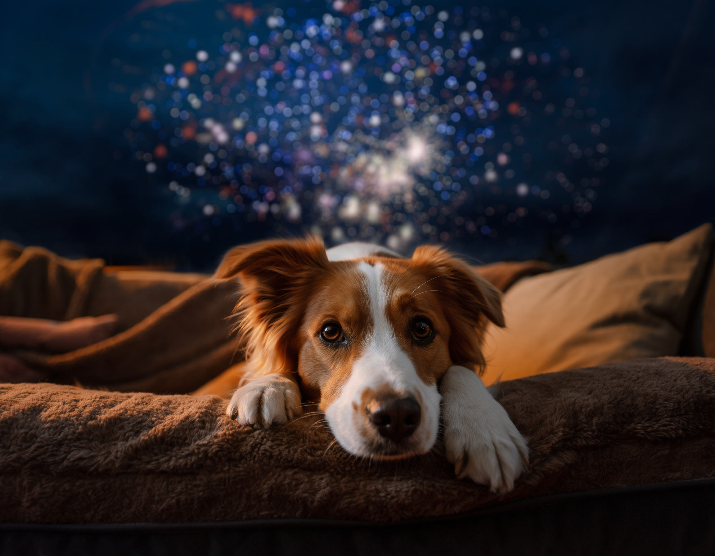 Pies leżący na kanapie w przytulnym wnętrzu, w tle rozbłyskują fajerwerki nocnego nieba.
