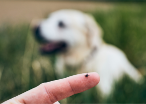 Kleszcz na opuszku palca, w tle rozmyty pies siedzący na trawie.
