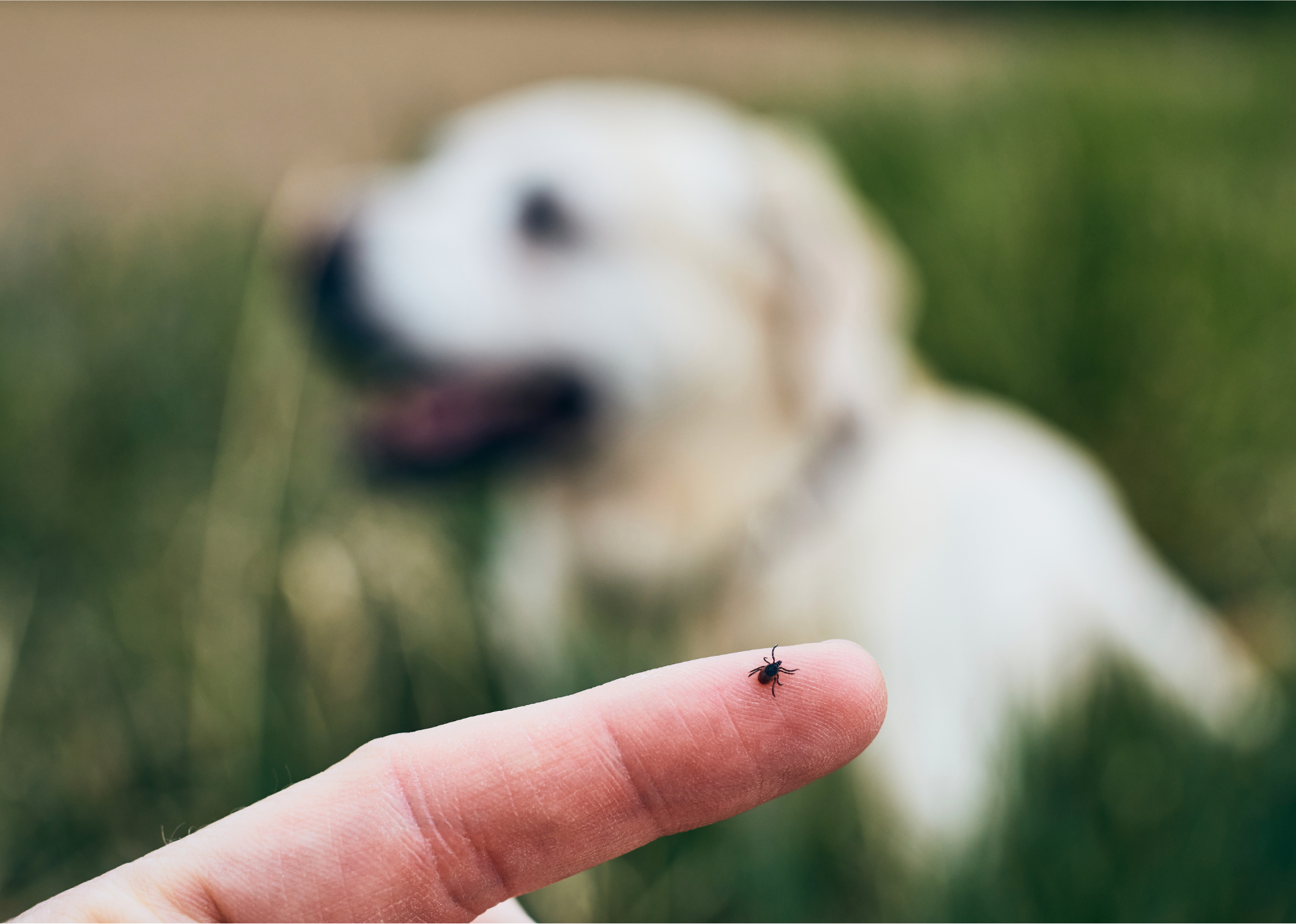 Kleszcz na opuszku palca, w tle rozmyty pies siedzący na trawie.